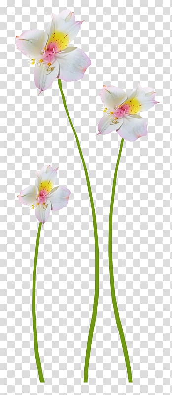 Floral design Flower, Flowers floral decoration transparent background PNG clipart