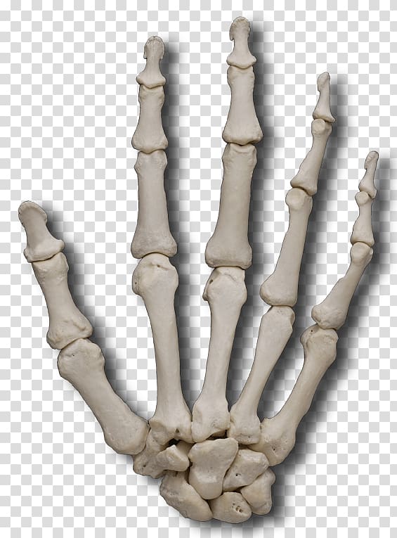 Finger Metacarpal bones Phalanx bone, others transparent background PNG clipart