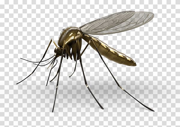 Mosquito control Aedes albopictus Household Insect Repellents Baygon, Anti Mosquito transparent background PNG clipart