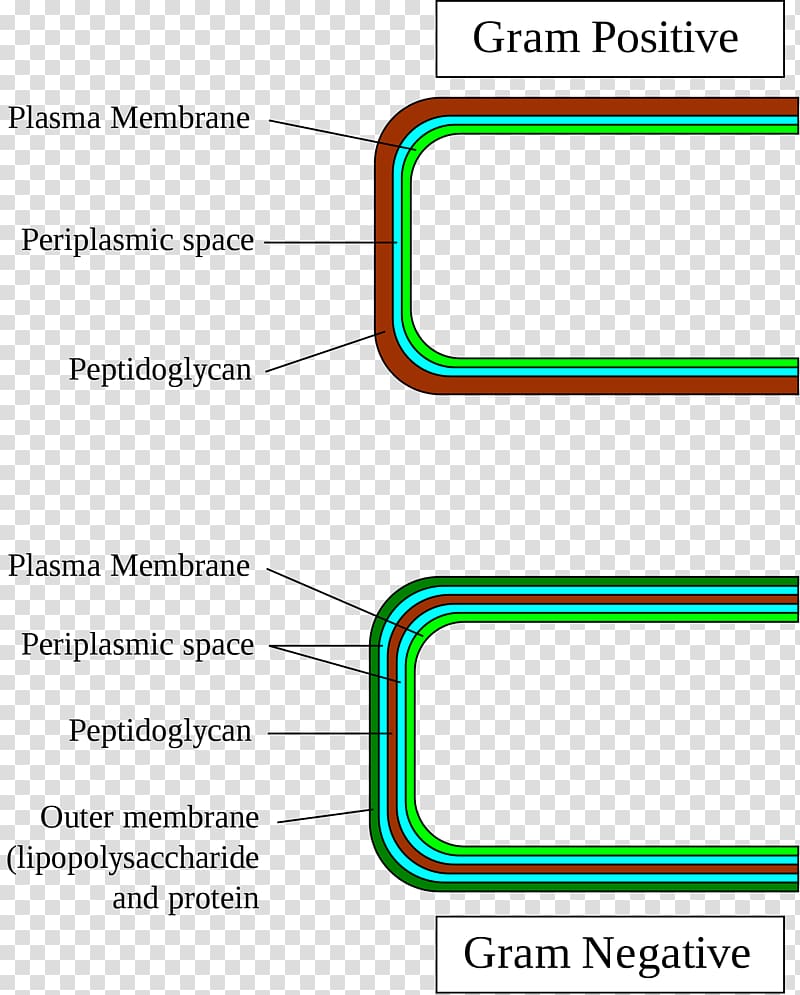 Gram-positive bacteria Gram-negative bacteria Gram stain Staining Cell wall, grams transparent background PNG clipart