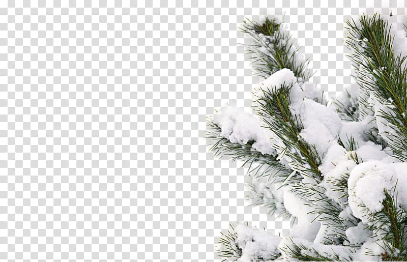 snowy winter tree transparent background PNG clipart