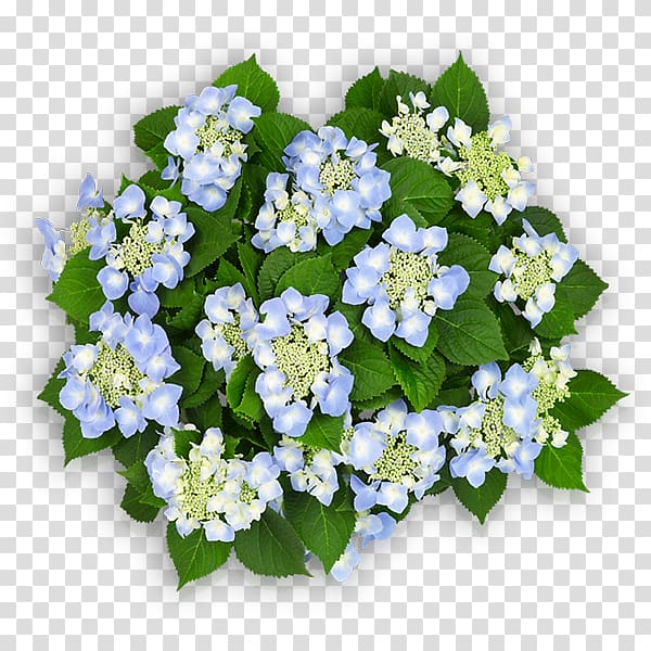 Light blue French hydrangea Cut flowers, hydrangea transparent background PNG clipart