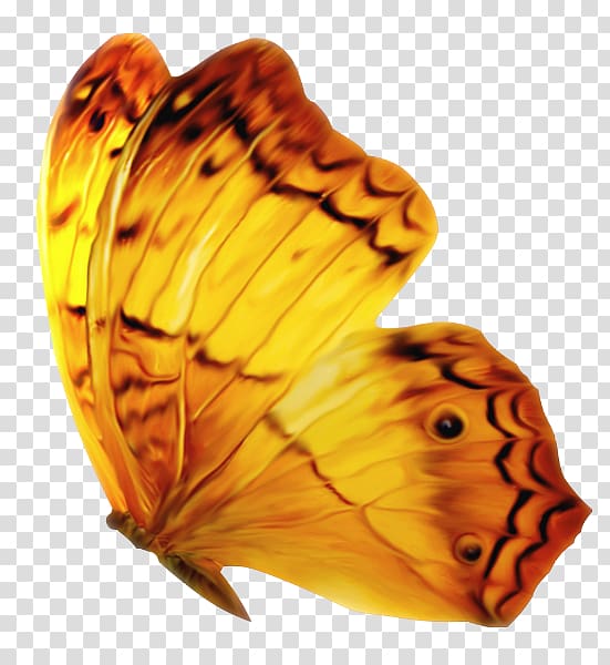 Monarch butterfly Insect , Papillon transparent background PNG clipart