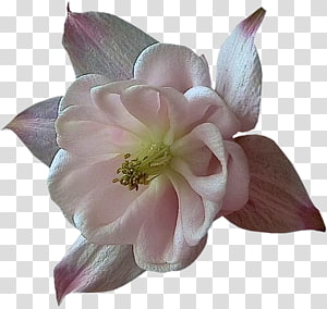 Blog Ne boude pas Skyrock, pearl flower transparent background PNG clipart thumbnail