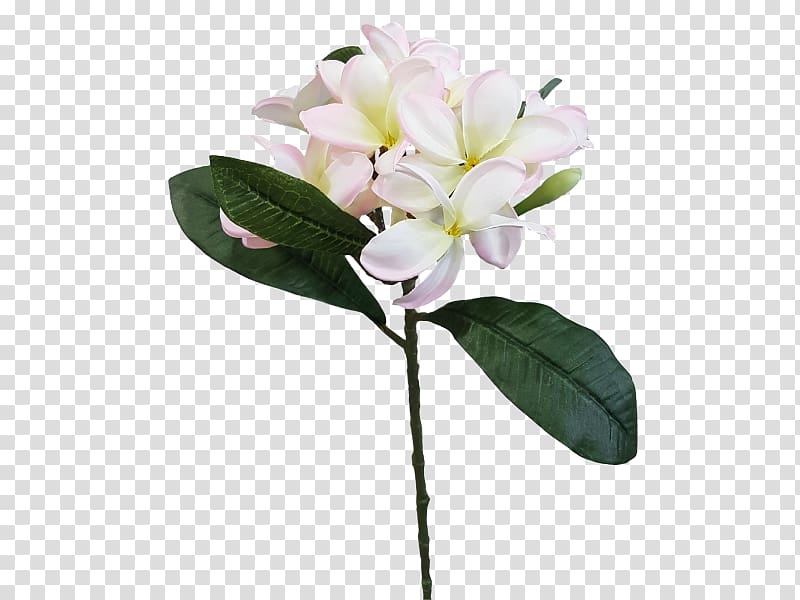 Lily of the Incas Cut flowers Plant stem Common lilac, plumeria alba tree transparent background PNG clipart