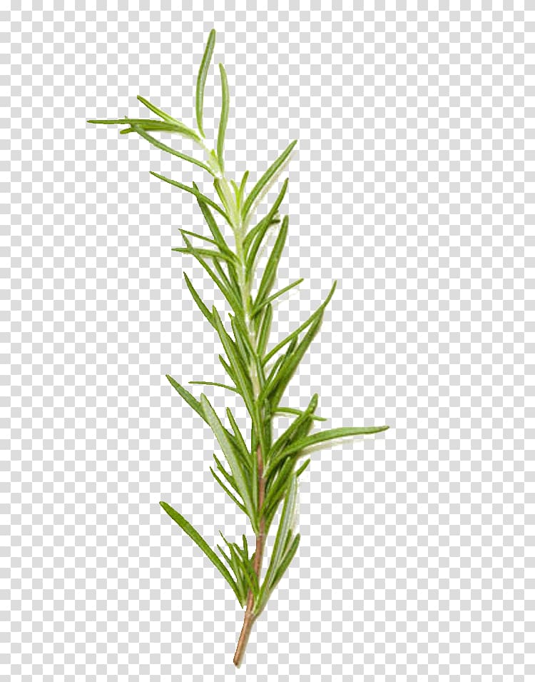 green leaf illustration, Rosemary Spice Herb European cuisine Food, Rosemary grass transparent background PNG clipart