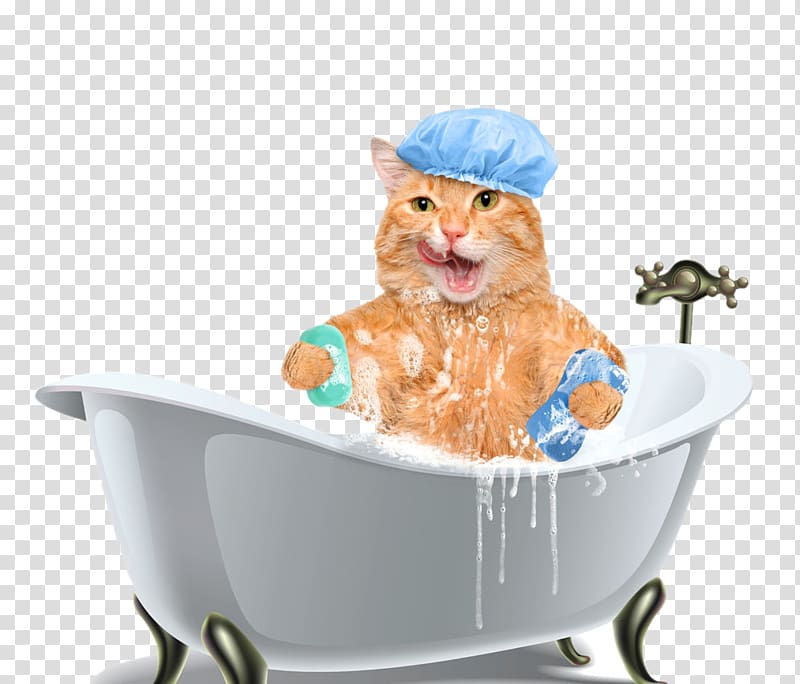 cat bath tub transparent background PNG clipart