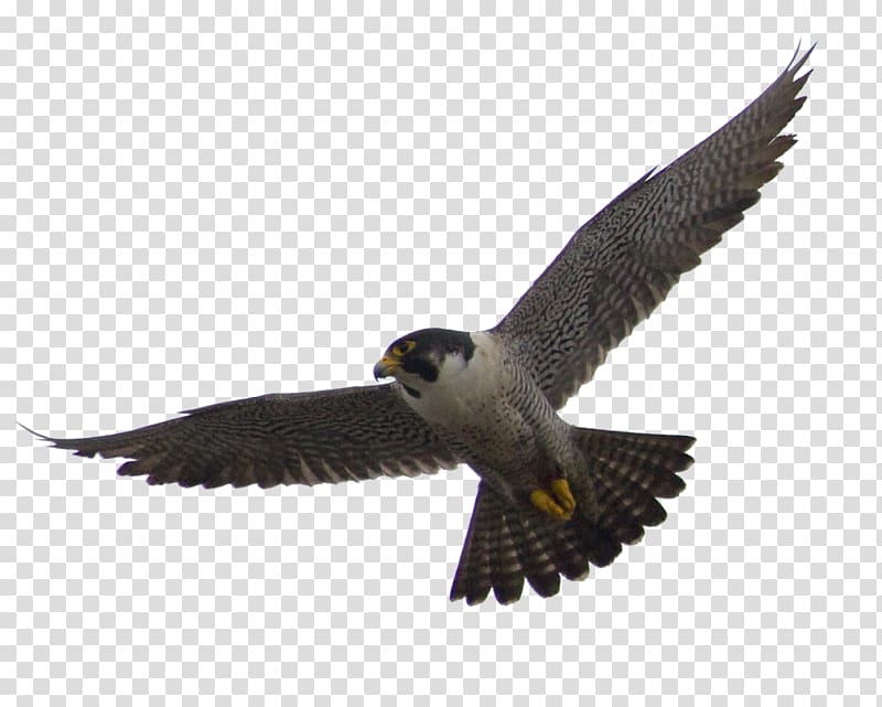 Peregrine falcon , Falcon transparent background PNG clipart