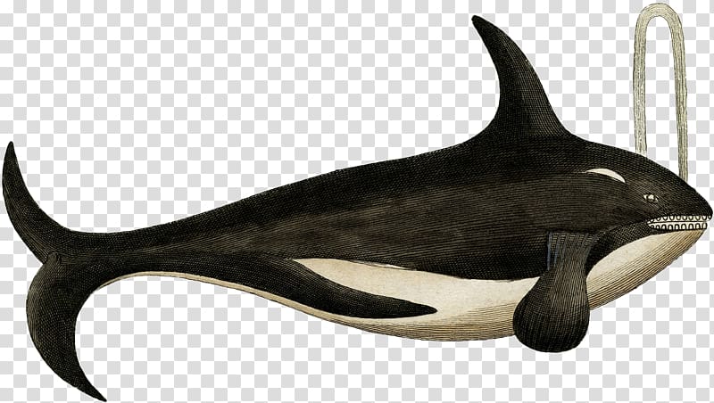 Cetacea Sperm whale Killer whale , killer whale transparent background PNG clipart
