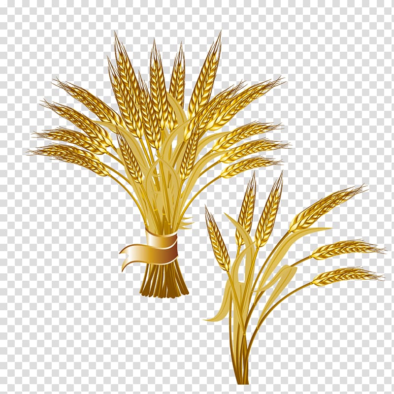 Common wheat Ear Logo , Bunch of golden wheat transparent background PNG clipart