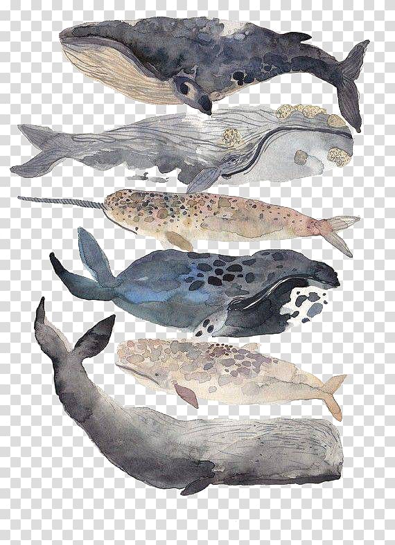 New Bedford Whale Watercolor painting Illustration, Creative Illustration and Painting whale transparent background PNG clipart