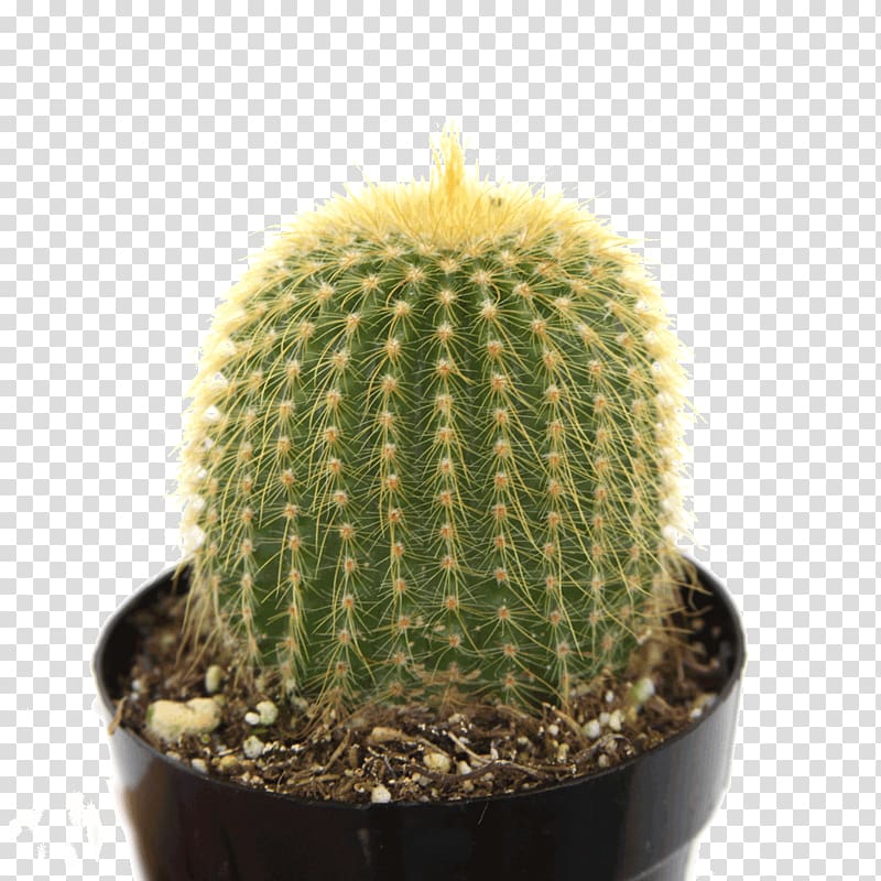 Echinopsis Acanthocereus tetragonus Echinocactus grusonii Cactaceae Barrel cactus, plant transparent background PNG clipart