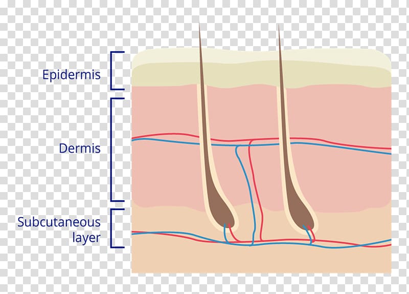 Finger Human skin Diagram Anatomy, dermis transparent background PNG clipart