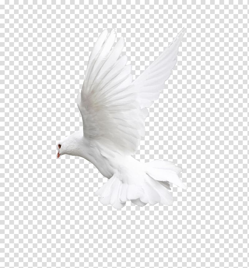 Bird Flight Owl Beak, White Flying Pigeon , white dove bird transparent background PNG clipart