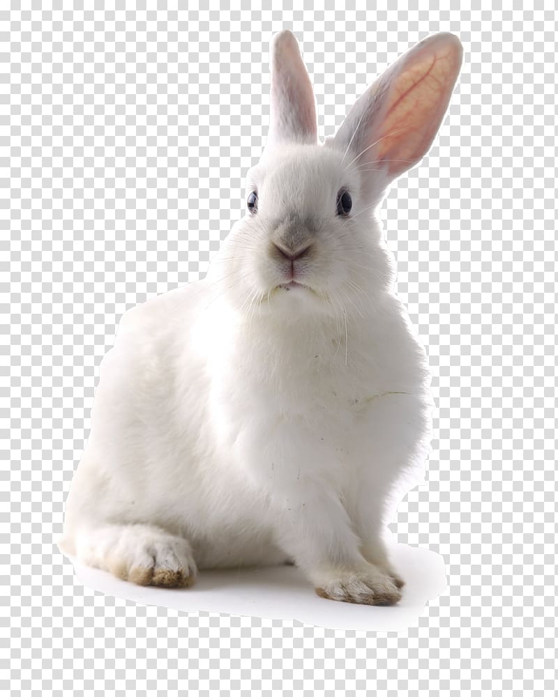 white rabbit, White Rabbit Easter Bunny Cat Lionhead rabbit, rabit transparent background PNG clipart