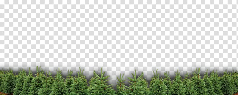 Crop Lawn Meadow Plantation Tree, tree transparent background PNG clipart