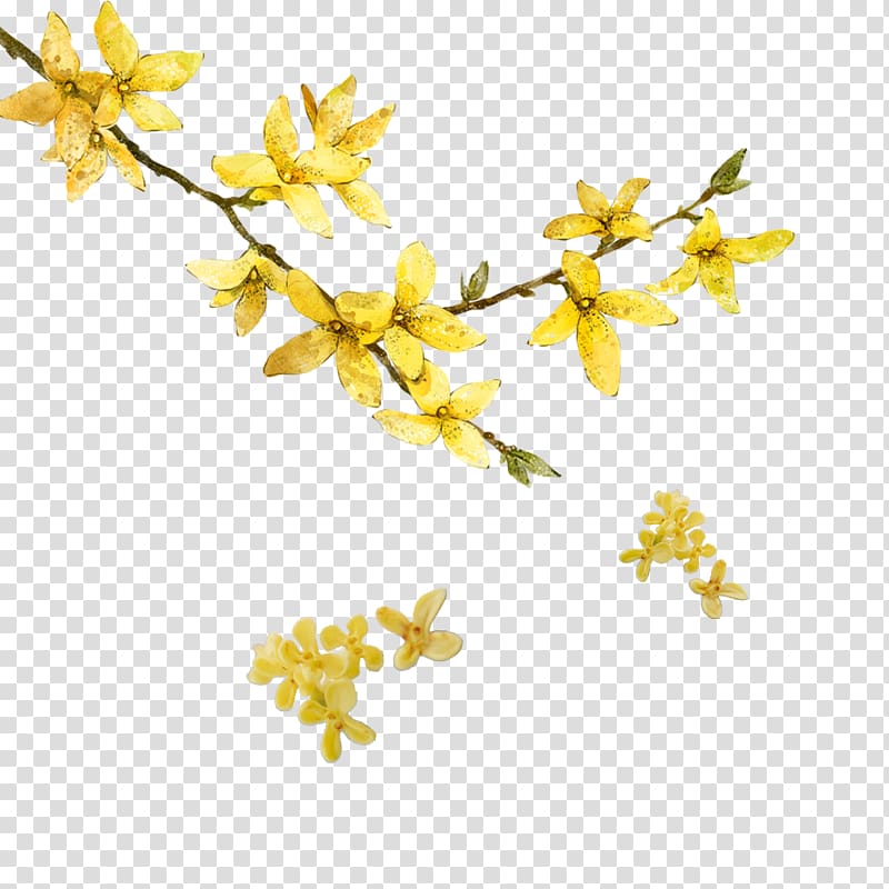 CMYK color model, Beautiful plant transparent background PNG clipart