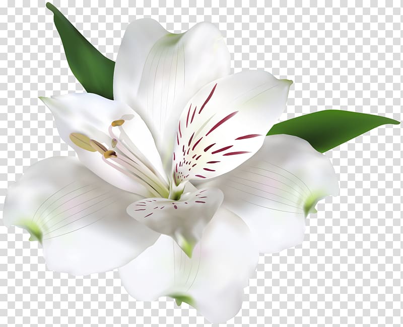 Lily of the Incas Flower , flower transparent background PNG clipart
