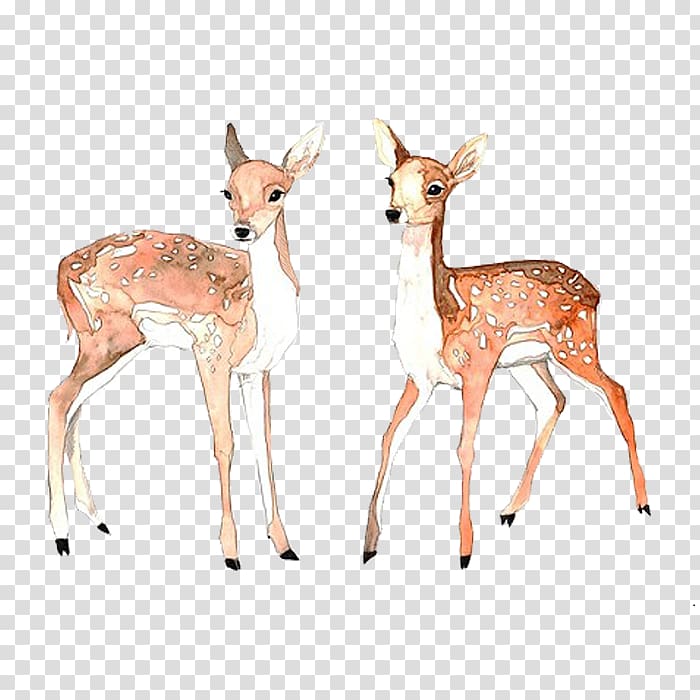 Formosan sika deer Icon, Deer transparent background PNG clipart