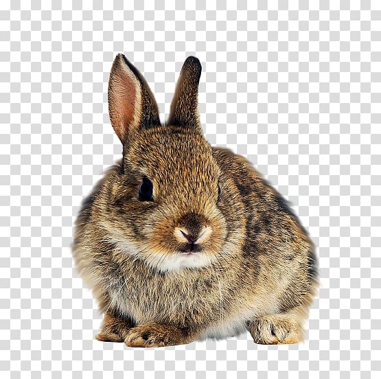 Domestic rabbit Hare European rabbit White Rabbit, rabbit transparent background PNG clipart