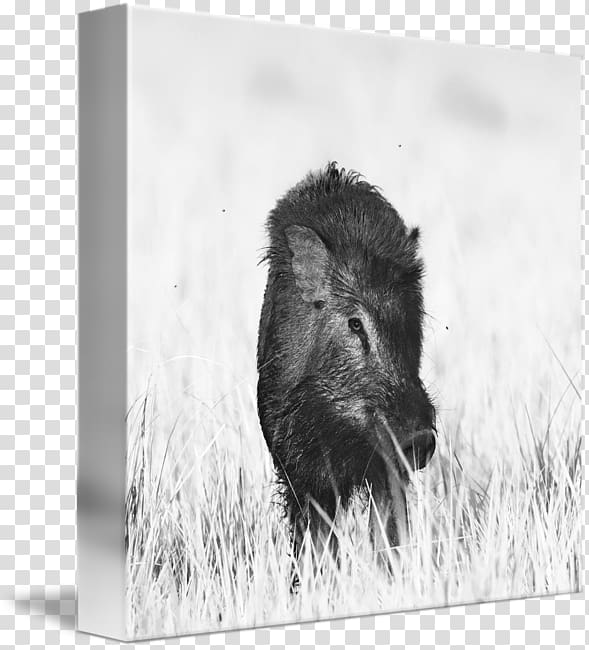 Wild boar Peccary Bison Cattle Black and white, boar transparent background PNG clipart