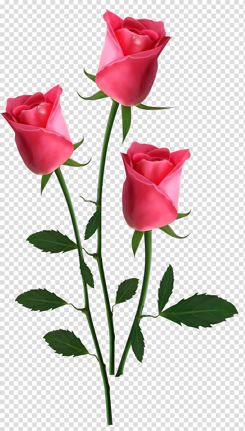 Garden roses Flower , rose transparent background PNG clipart