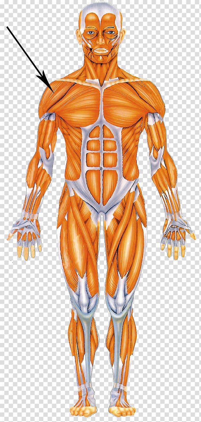 Human body Muscular system Muscle Human anatomy Homo sapiens, others transparent background PNG clipart