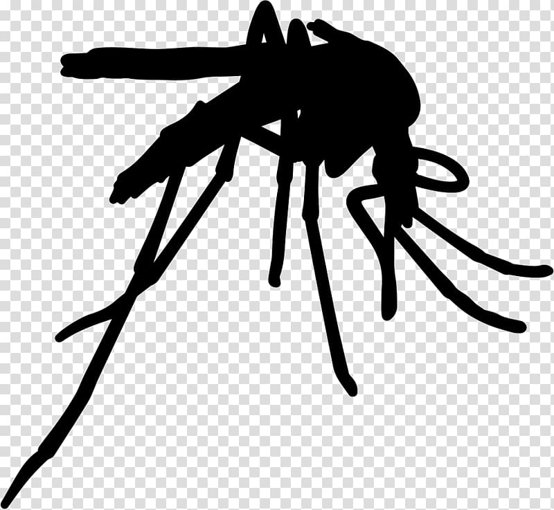 Insect Yellow fever mosquito Pest Control Zika fever, insect transparent background PNG clipart