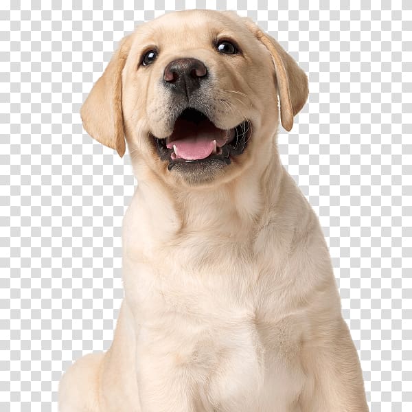 Labrador Retriever Golden Retriever Puppy Dog breed Companion dog, golden retriever transparent background PNG clipart