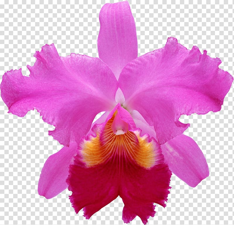 Pecteilis radiata Flower Moth orchids Pseudobulb Plant, gladiolus transparent background PNG clipart