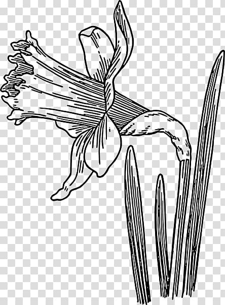 Drawing Daffodil Line art , Drawings Of Daffodils transparent background PNG clipart