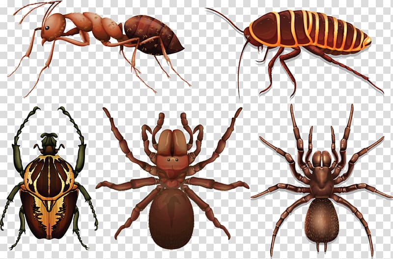 Insect Cockroach , insects transparent background PNG clipart