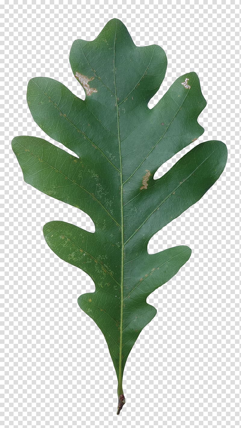 Swamp white oak Northern Red Oak Quercus macranthera Swamp Spanish oak, Leaf transparent background PNG clipart