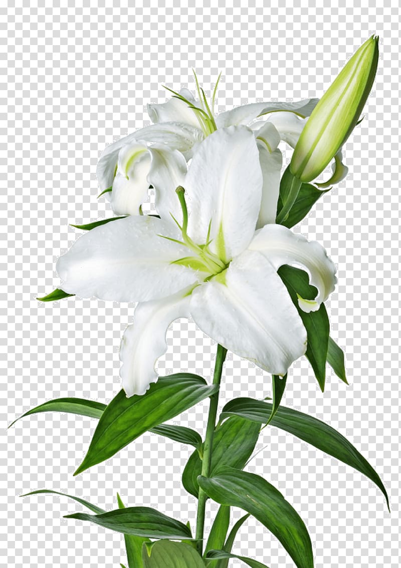 white lily flower illustration, White Lily transparent background PNG clipart