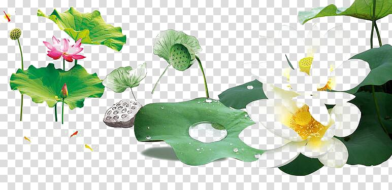 Nelumbo nucifera , Lotus pond transparent background PNG clipart