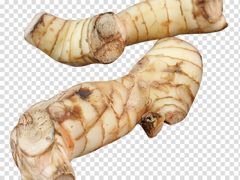 Greater Galangal Ginger Portable Network Graphics Celeriac, ginger transparent background PNG clipart