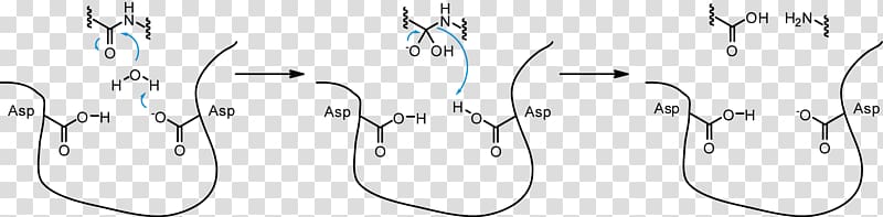 Aspartic protease Aspartic acid Proteolysis Active site, enzyme transparent background PNG clipart