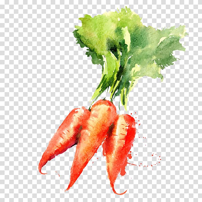 three orange carrots , Watercolor painting Vegetable Drawing Carrot, Painted carrot transparent background PNG clipart