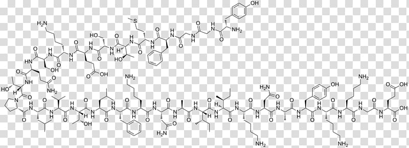 Endorphins beta-Endorphin Enkephalin Opioid peptide Proopiomelanocortin, others transparent background PNG clipart