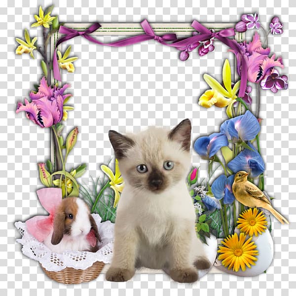 Colomba di Pasqua Easter Bunny Kitten Easter Vigil, kitten transparent background PNG clipart