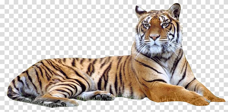 adult tiger, Bengal tiger Siberian Tiger, Tiger transparent background PNG clipart