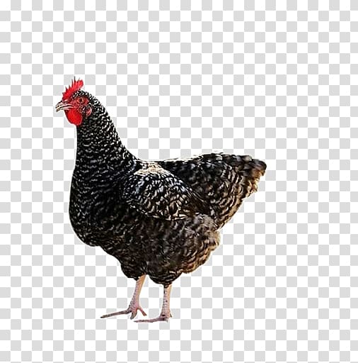 Plymouth Rock chicken Silkie Houdan chicken Guineafowl Aquaculture, Farmer aloe chicken transparent background PNG clipart