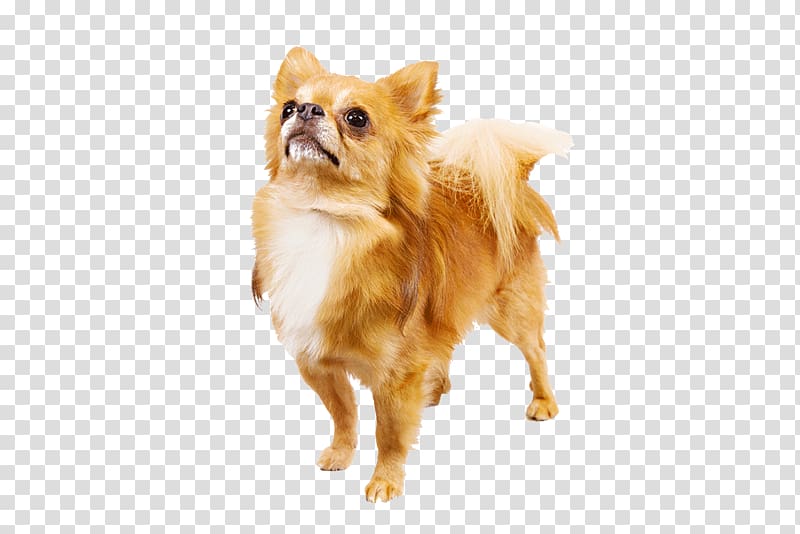 Chihuahua Shih Tzu Great Pyrenees Labrador Retriever Greyhound, chihuahua transparent background PNG clipart