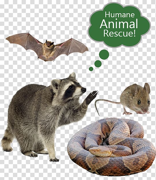 Raccoon Nuisance wildlife management Pest Control Cockroach, raccoon transparent background PNG clipart