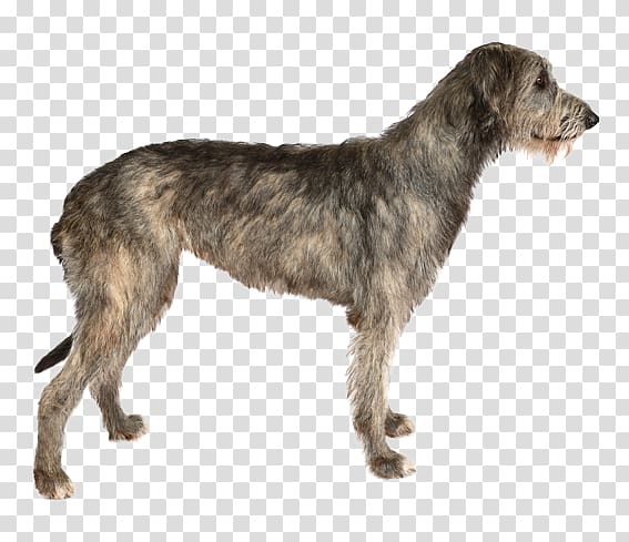 Irish Wolfhound Dog breed Purebred dog, Irish Wolfhound transparent background PNG clipart
