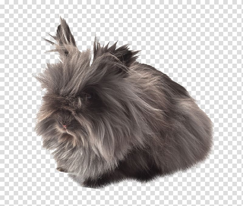Domestic rabbit Affenpinscher Fur Dog breed Whiskers, others transparent background PNG clipart
