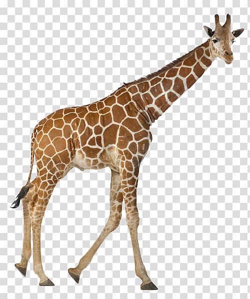 Reticulated giraffe The White Giraffe Northern giraffe, zoo animals transparent background PNG clipart