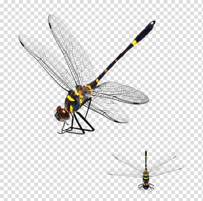 yellow and black damselfly illustration, Dragonfly App Store, dragonfly transparent background PNG clipart
