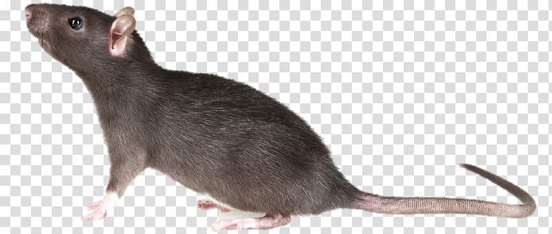 Mouse Brown rat Rodent Black rat Pest, rats pests transparent background PNG clipart