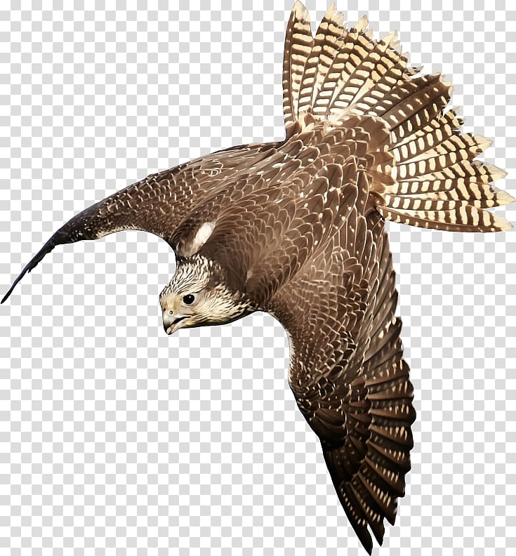 Bird Peregrine falcon Saker falcon , Bird transparent background PNG clipart